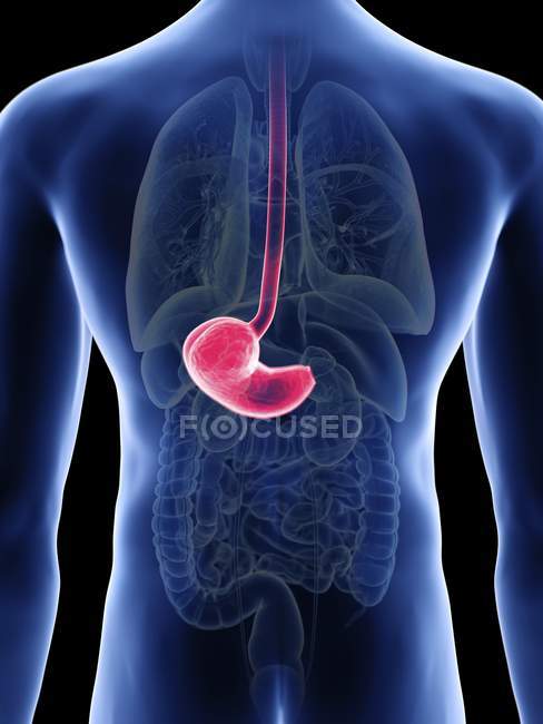 Illustration of stomach in male body silhouette. — Stock Photo