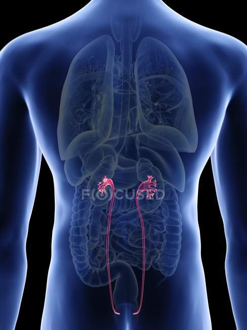 Illustration of ureters in male body silhouette. — Stock Photo