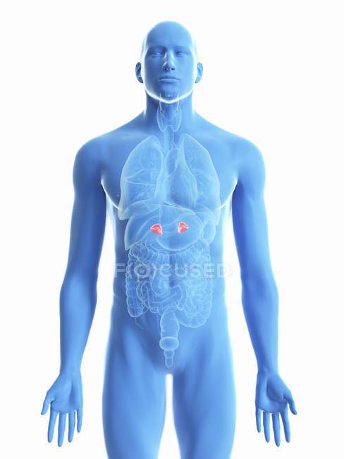Ilustración de glándulas suprarrenales en silueta corporal masculina sobre fondo blanco . - foto de stock