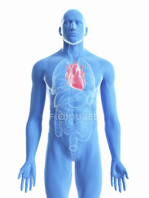 Illustration of heart in male body silhouette on white background. — Stock Photo