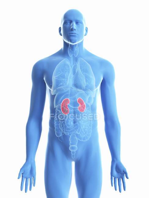 Ilustración de riñones en silueta corporal masculina sobre fondo blanco
. - foto de stock