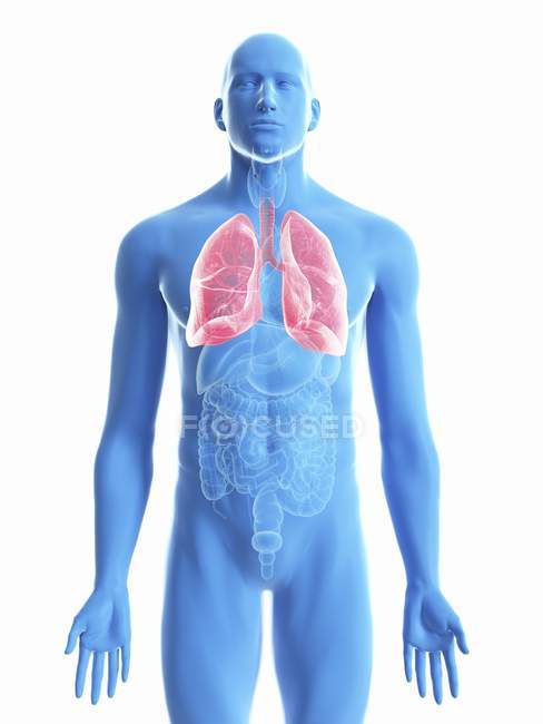 Ilustración de pulmones en silueta corporal masculina sobre fondo blanco . - foto de stock