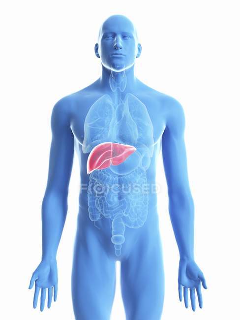 Illustrazione del fegato nella silhouette del corpo maschile su sfondo bianco . — Foto stock