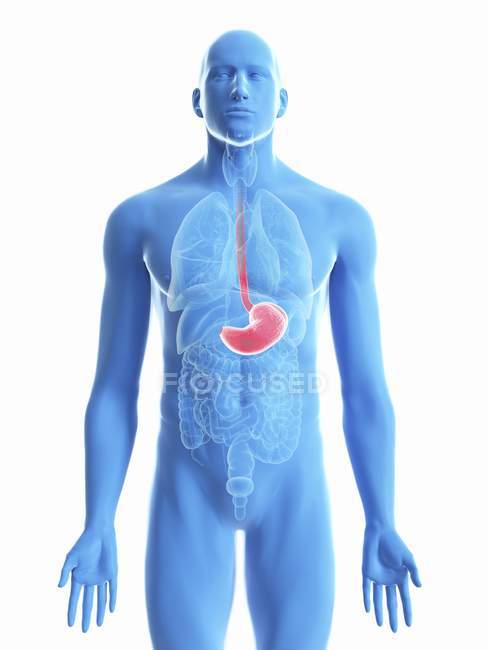 Ilustração do estômago na silhueta do corpo masculino no fundo branco . — Fotografia de Stock