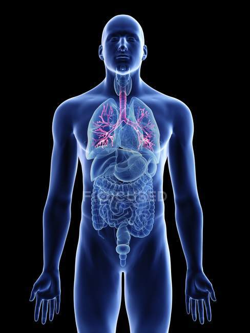 Illustration of bronchi in male body silhouette on black background. — Stock Photo