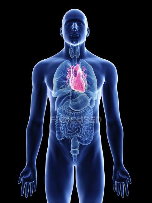 Darstellung des Herzens in männlicher Körpersilhouette auf schwarzem Hintergrund. — Stockfoto