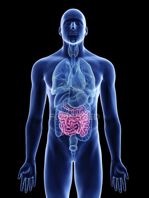 Ilustración del intestino delgado en silueta corporal masculina sobre fondo negro
. - foto de stock