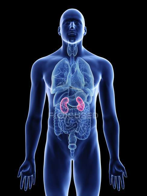 Darstellung der Nieren in männlicher Körpersilhouette auf schwarzem Hintergrund. — Stockfoto