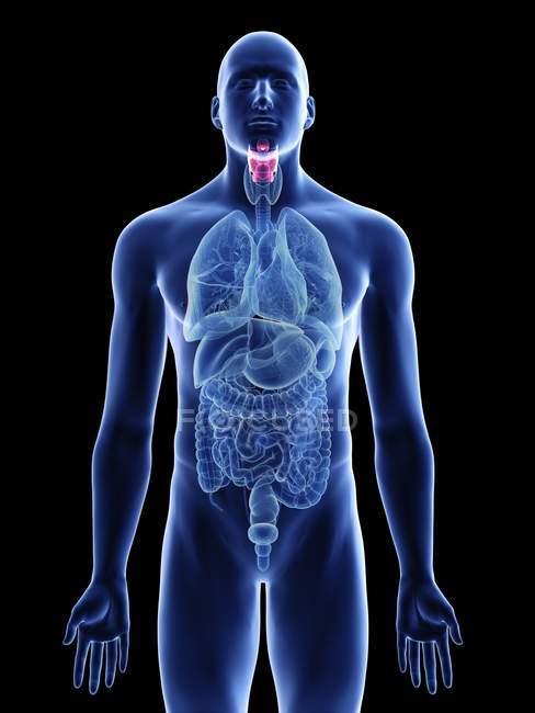 Illustration of larynx in male body silhouette on black background. — Stock Photo