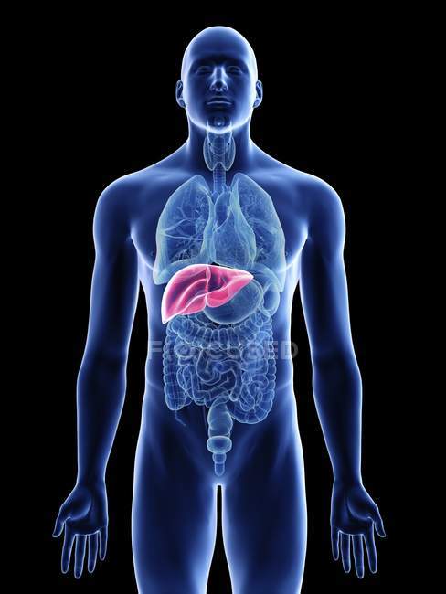 Ilustração do fígado na silhueta corporal masculina sobre fundo preto . — Fotografia de Stock