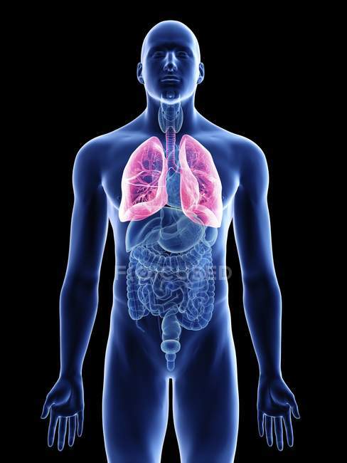 Illustration der Lungen in männlicher Körpersilhouette auf schwarzem Hintergrund. — Stockfoto