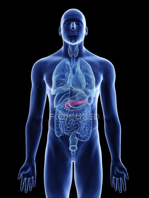 Ilustración del páncreas en silueta corporal masculina sobre fondo negro . - foto de stock