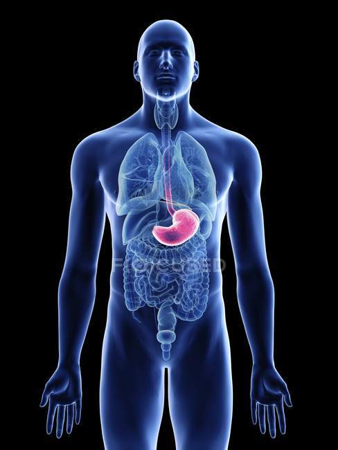 Illustration of stomach in male body silhouette on black background. — Stock Photo