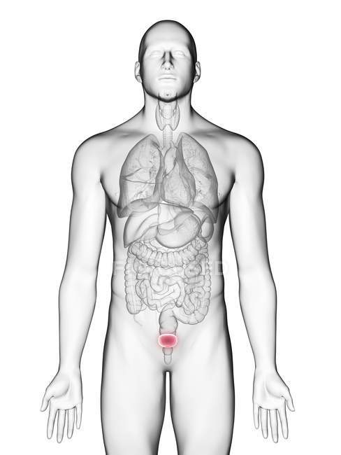 Ілюстрація сечового міхура в чоловічому організмі силует на білому тлі. — стокове фото