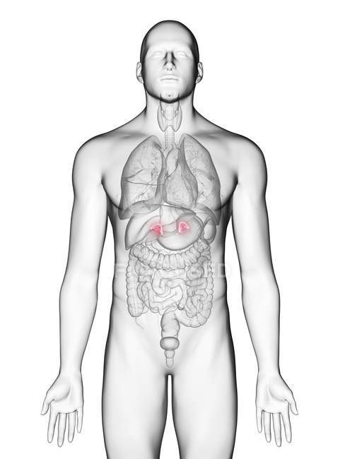 Ilustración de glándulas suprarrenales en silueta corporal masculina sobre fondo blanco . - foto de stock