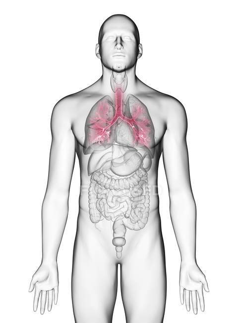 Illustration der Bronchien in männlicher Körpersilhouette auf weißem Hintergrund. — Stockfoto