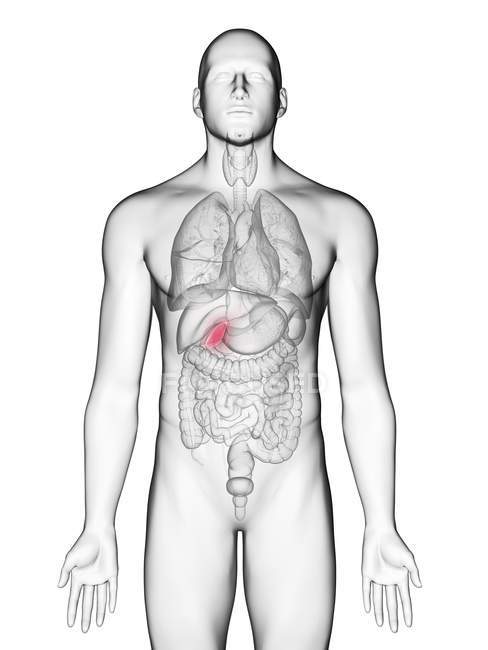 Illustrazione della cistifellea nella silhouette del corpo maschile su sfondo bianco . — Foto stock