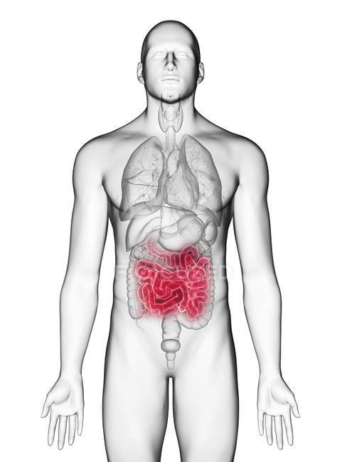Illustration de l'intestin grêle dans la silhouette du corps masculin sur fond blanc . — Photo de stock