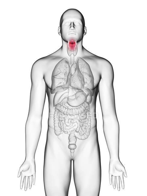 Ilustración de la laringe en silueta corporal masculina sobre fondo blanco . - foto de stock