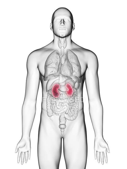 Abbildung der Nieren im männlichen Körper Silhouette auf weißem Hintergrund. — Stockfoto