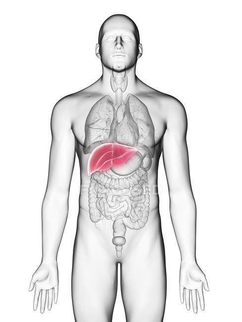 Illustrazione del fegato nella silhouette del corpo maschile su sfondo bianco
. — Foto stock