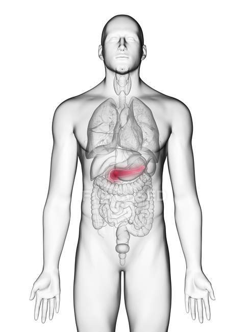 Illustrazione del pancreas nella silhouette del corpo maschile su sfondo bianco . — Foto stock