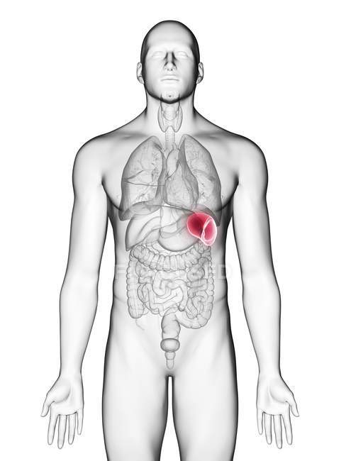 Ilustração do baço na silhueta do corpo masculino sobre fundo branco . — Fotografia de Stock