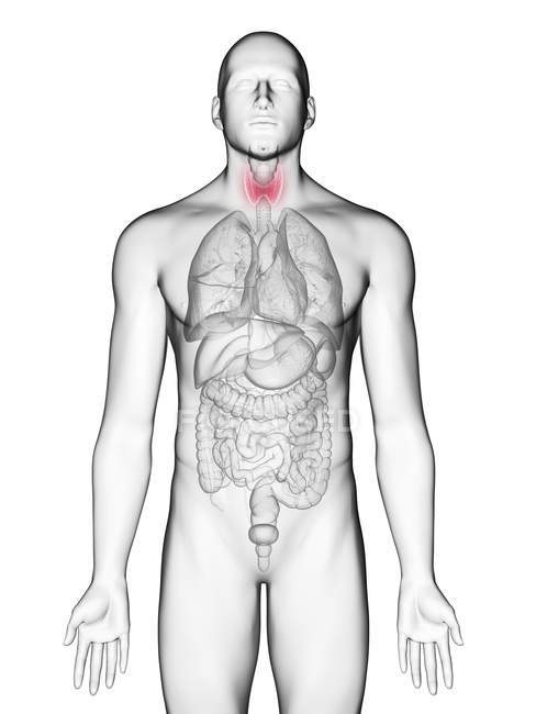 Ілюстрація щитовидної залози в чоловічому організмі силует на білому тлі. — стокове фото
