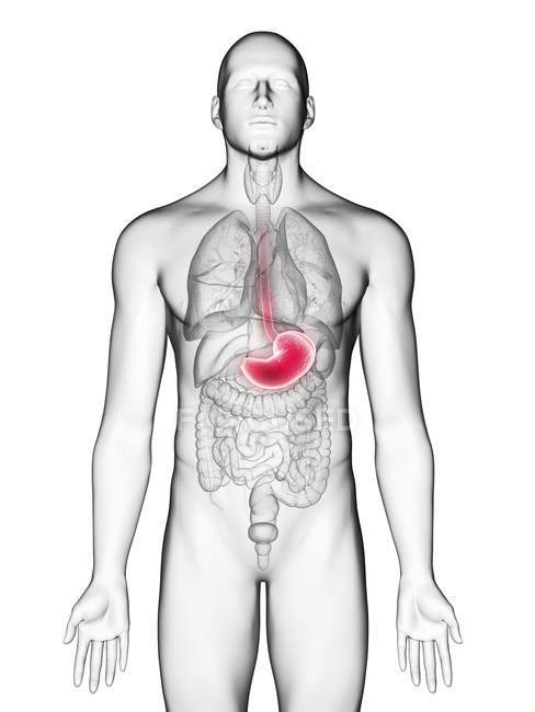 Ilustração do estômago na silhueta do corpo masculino no fundo branco . — Fotografia de Stock
