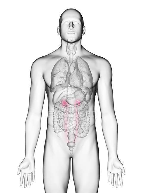 Ilustración de uréteres en silueta corporal masculina sobre fondo blanco
. - foto de stock