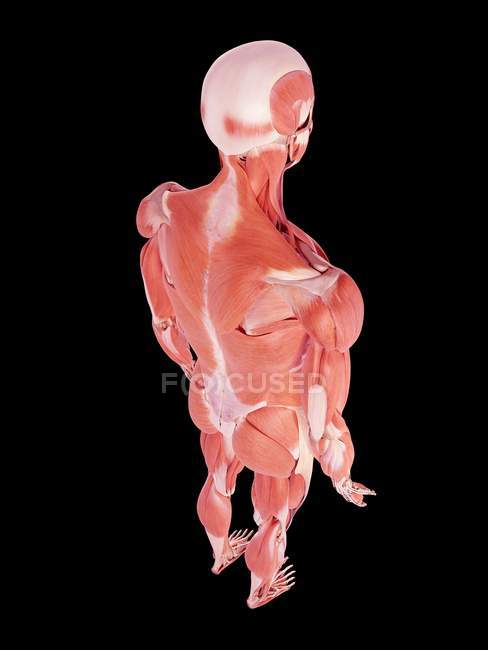 Цифрова ілюстрація людських м'язів на чорному тлі . — стокове фото