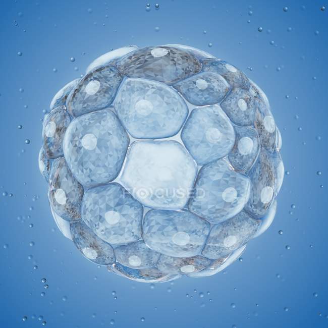 Ilustração digital ampliada de células de blastocisto . — Fotografia de Stock