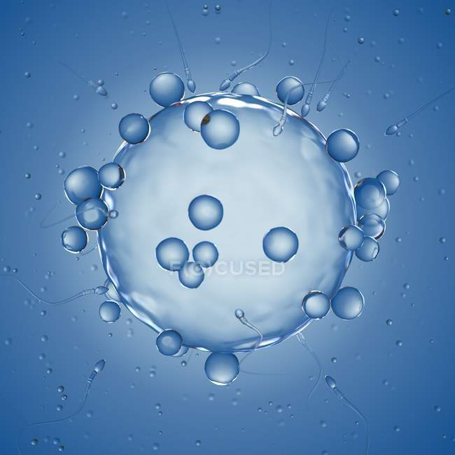 Illustration der menschlichen Eizelle auf blauem Hintergrund. — Stockfoto