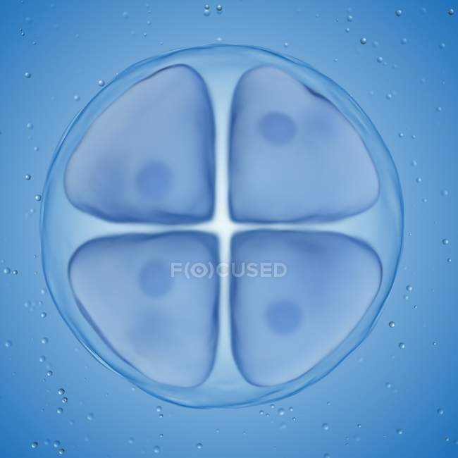 Ilustración de huevo en etapa de 4 celdas sobre fondo azul . - foto de stock