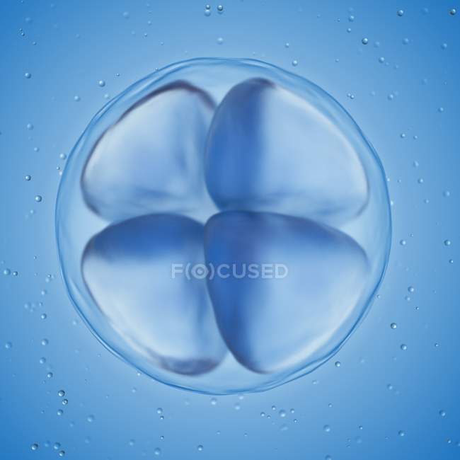 Ilustración de huevo en etapa de 4 celdas sobre fondo azul . - foto de stock