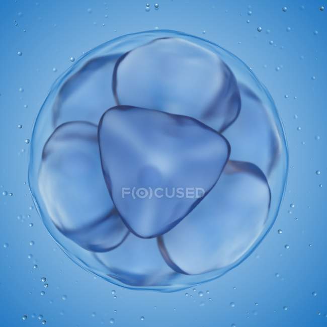 Illustration of 8 cell stage egg on blue background. — Stock Photo