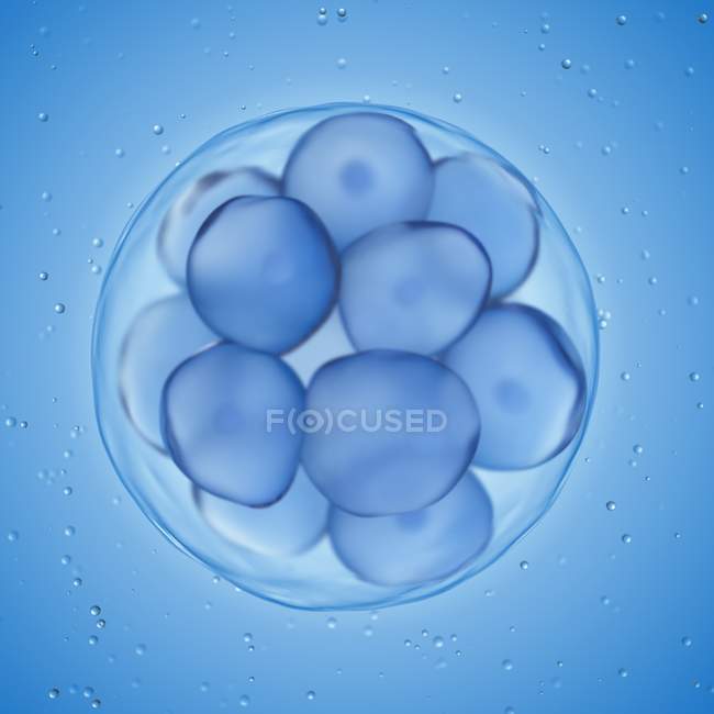 Збільшена цифрова ілюстрація клітин морми . — стокове фото