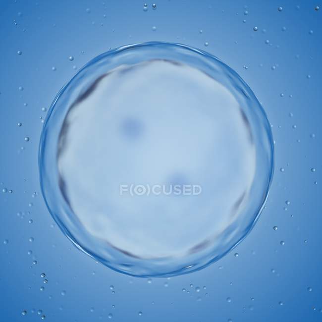 Illustration of human egg cell dividing on blue background. — Stock Photo