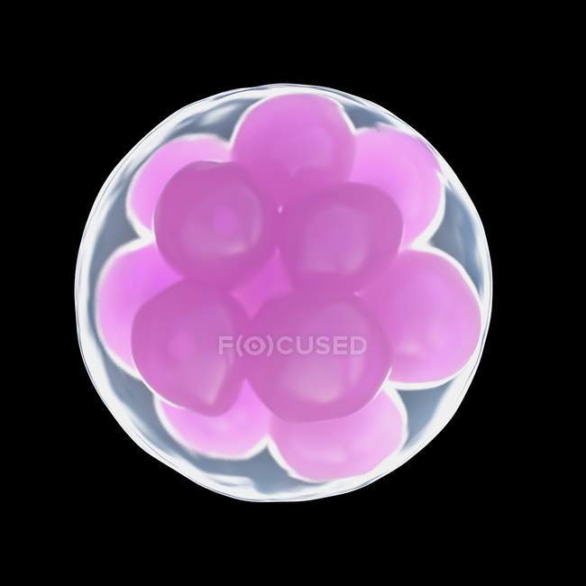 Magnified digital illustration of morula cells. — Stock Photo
