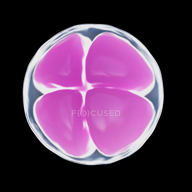 Abbildung der 4-Zell-Eizelle auf schwarzem Hintergrund. — Stockfoto