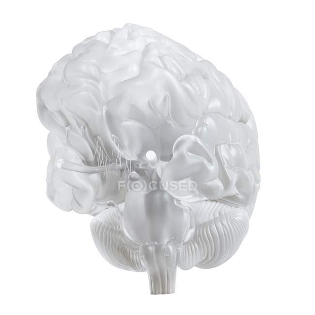 Ilustración del cerebro de vidrio sobre fondo blanco
. - foto de stock