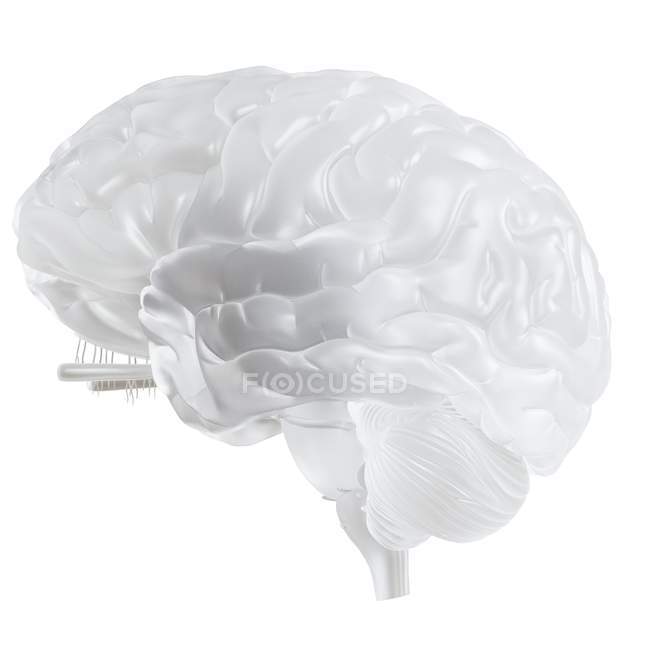 Illustration du cerveau en verre sur fond blanc . — Photo de stock