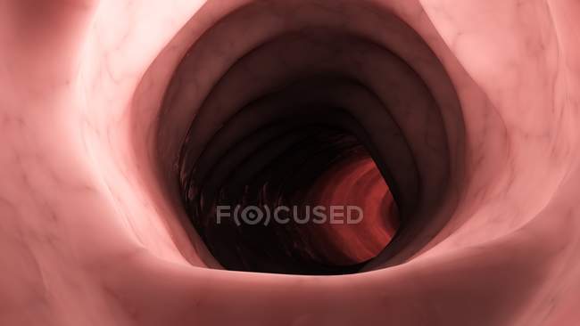 Ilustración de colon humano saludable desde el interior . - foto de stock