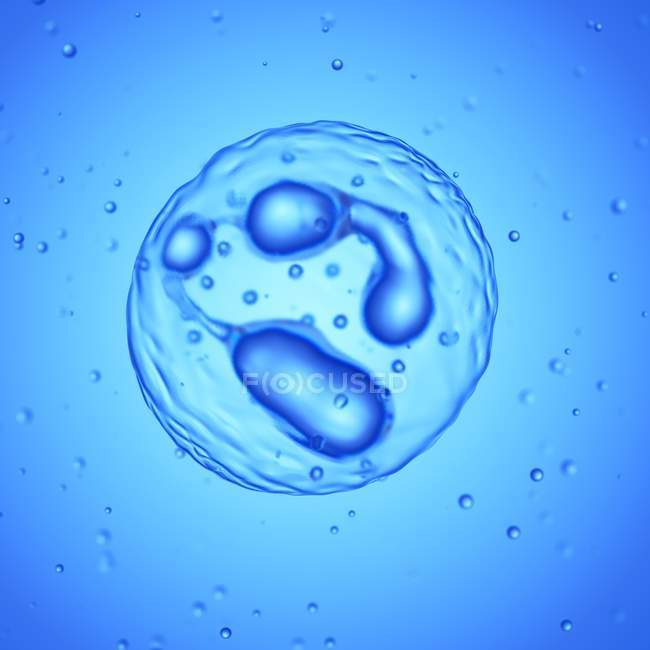 Illustrazione digitale ingrandita delle cellule dei neutrofili . — Foto stock