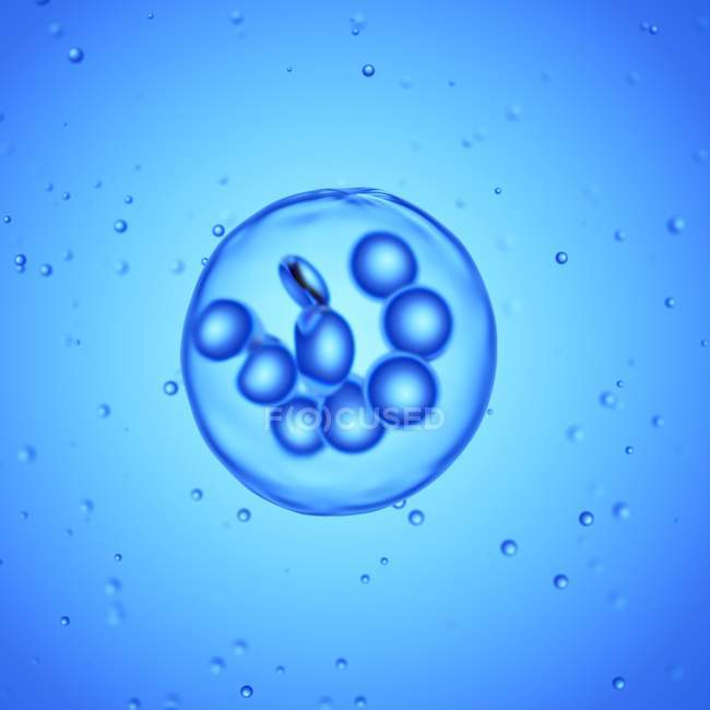 Збільшена цифрова ілюстрація клітини мегакаріоцитів . — стокове фото