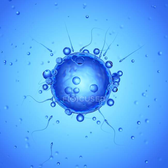 Ilustración de óvulos humanos y espermatozoides sobre fondo azul
. - foto de stock