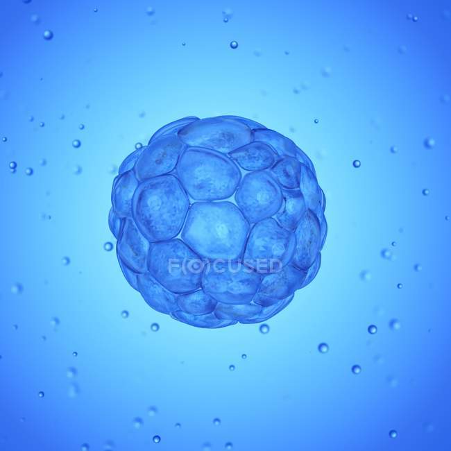 Увеличенная цифровая иллюстрация бластоцистозных клеток . — стоковое фото