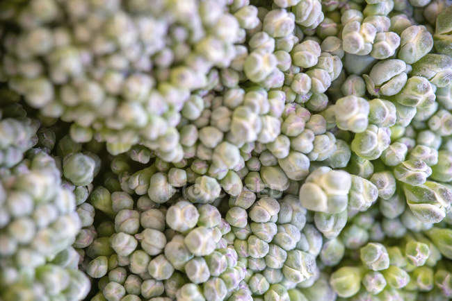 Macro detail of green broccoli flowers. — Stock Photo