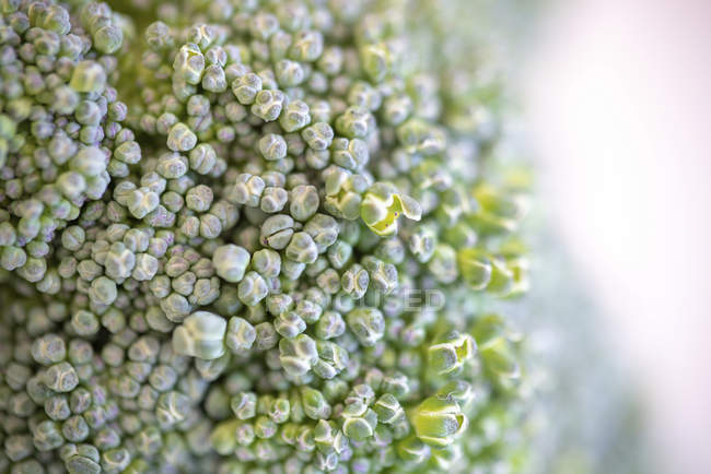 Makrodetail der grünen Brokkoli-Blüten. — Stockfoto