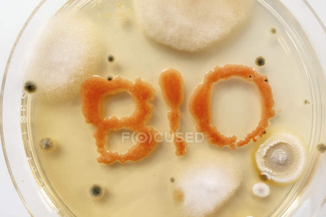 Close-up of BIO lettering from growth culture in agar plate, microbiology concept. — Stock Photo